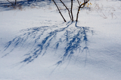 雪と蝋梅***