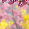 Cherry Pink *