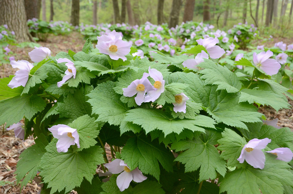 遥けき花*