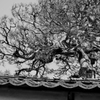 MONOCHROME****