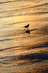 水の夕焼け***