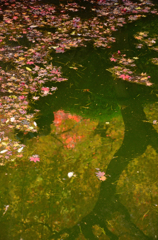 華麗なる秋