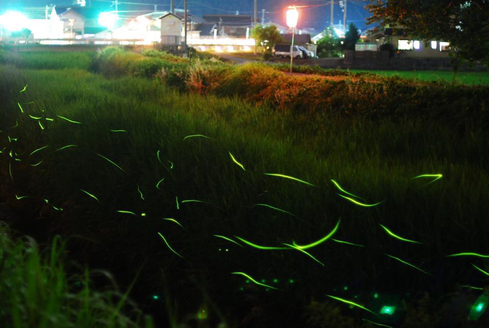ホタルの夜景