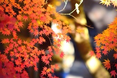京都・南禅寺のもみじ