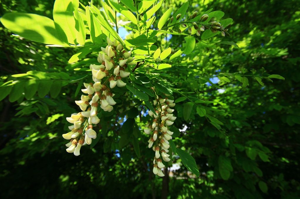 初夏の花