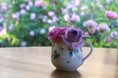 Morning Rose 1　