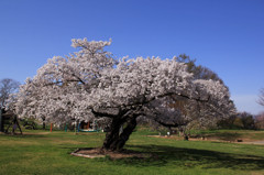 桜（アルプス公園）3