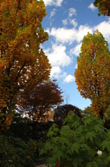 紅葉４３