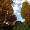 紅葉４３
