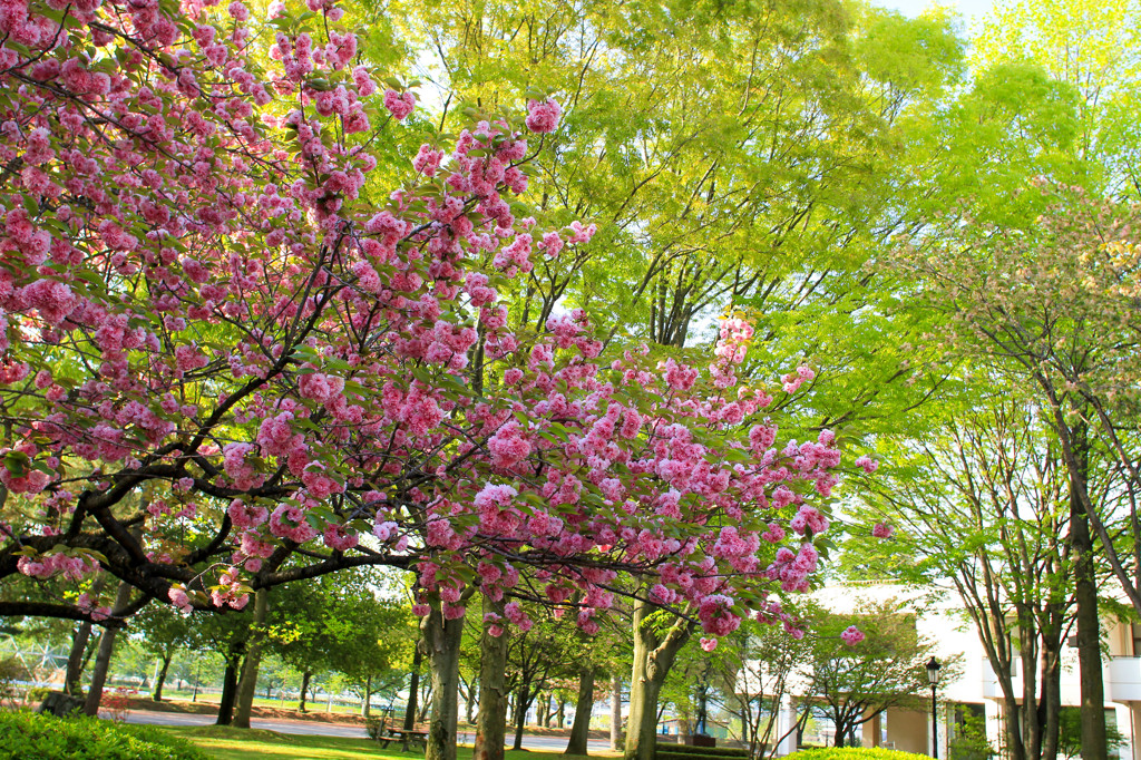新緑と八重桜1