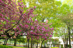 新緑と八重桜1