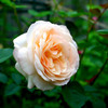 Rose 8