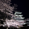 桜と松本城3