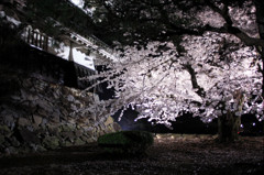 桜と松本城4