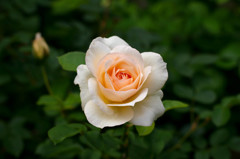 Rose 7