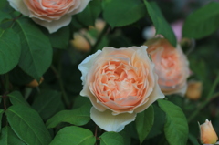 ROSE 3