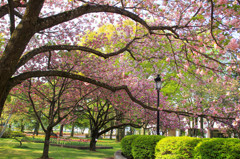 新緑と八重桜2