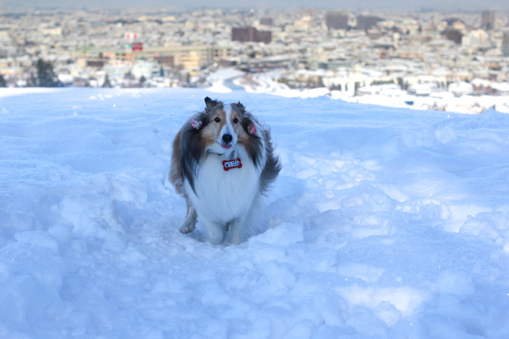 雪の中の疾走
