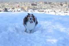 雪の中の疾走