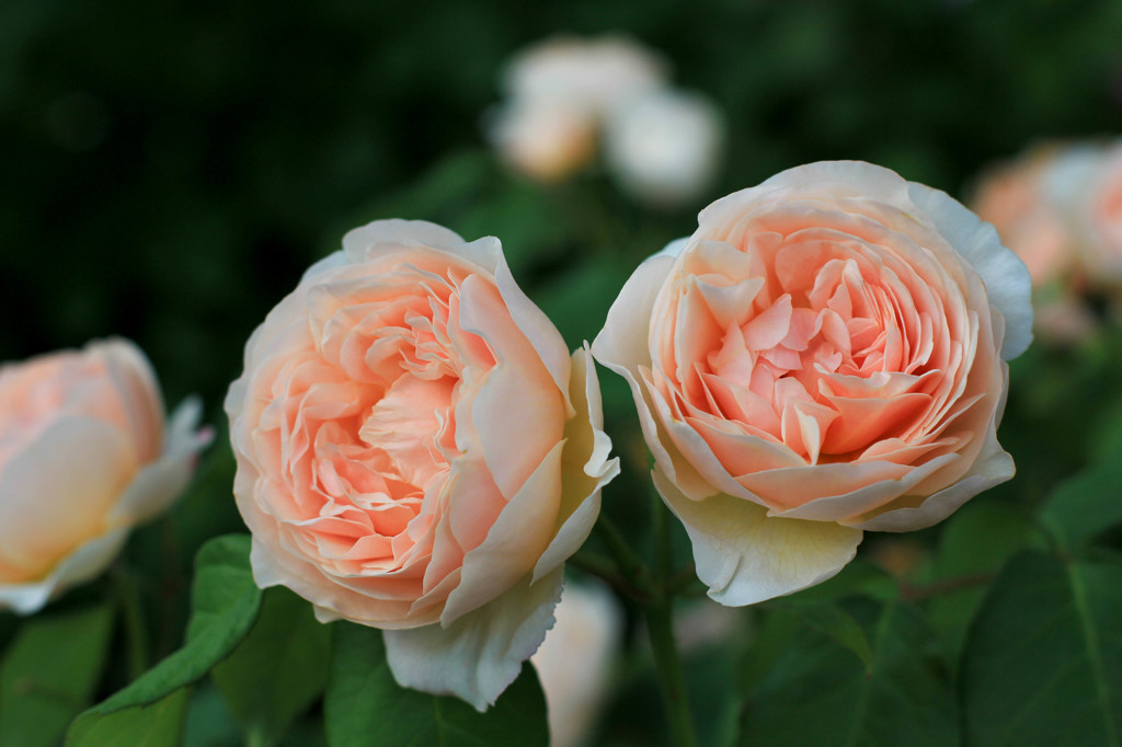 ROSE 8