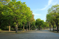 新緑の公園１