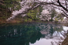 エメラルドの泉と桜3
