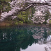エメラルドの泉と桜3