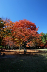 紅葉２４