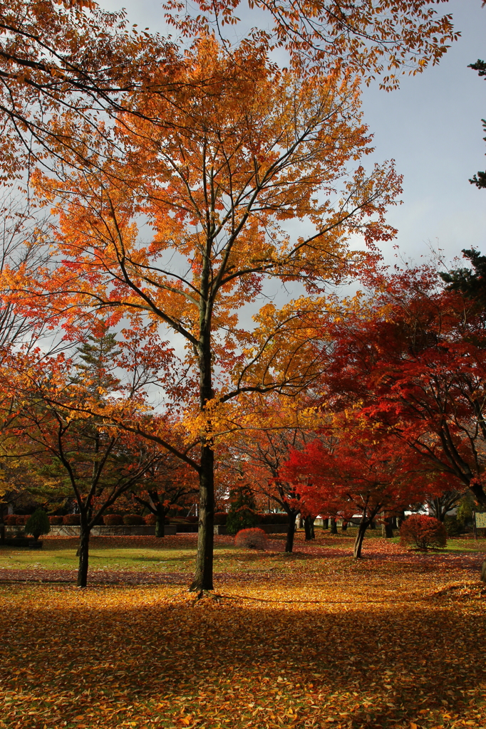 紅葉５
