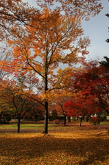 紅葉５
