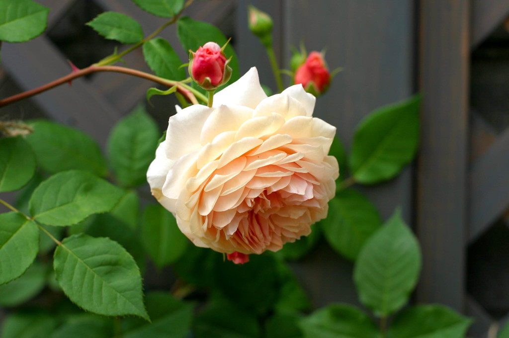 Rose 5