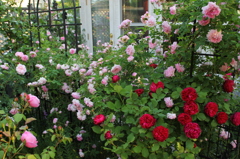 庭のバラ3