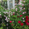 庭のバラ3