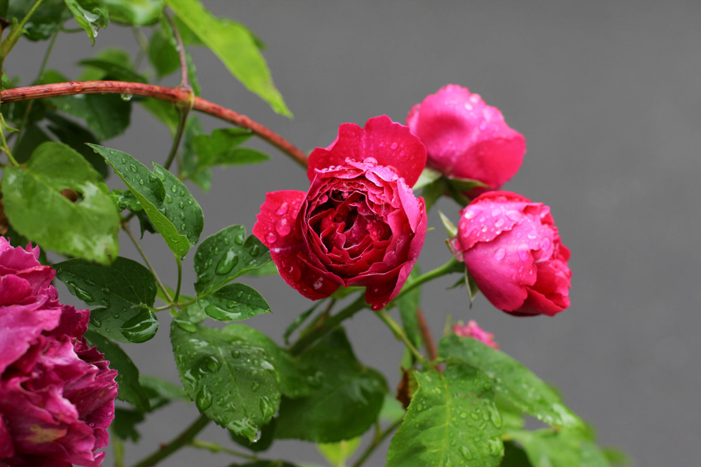 Rose 3