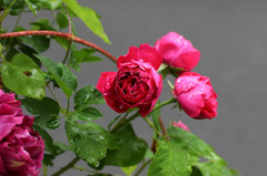 Rose 3