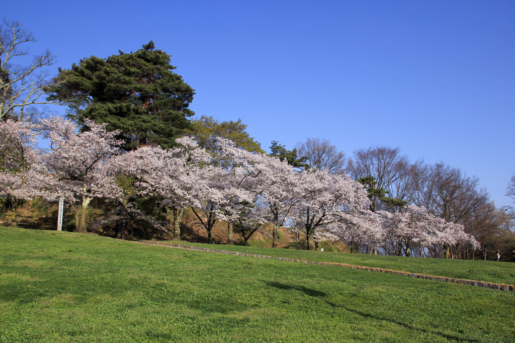 桜（城山公園）
