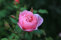 ROSE 2