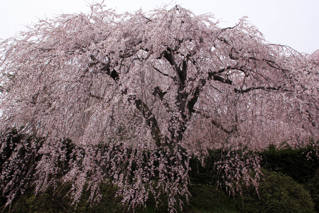 安養寺　しだれ桜　１