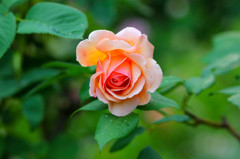Rose 1