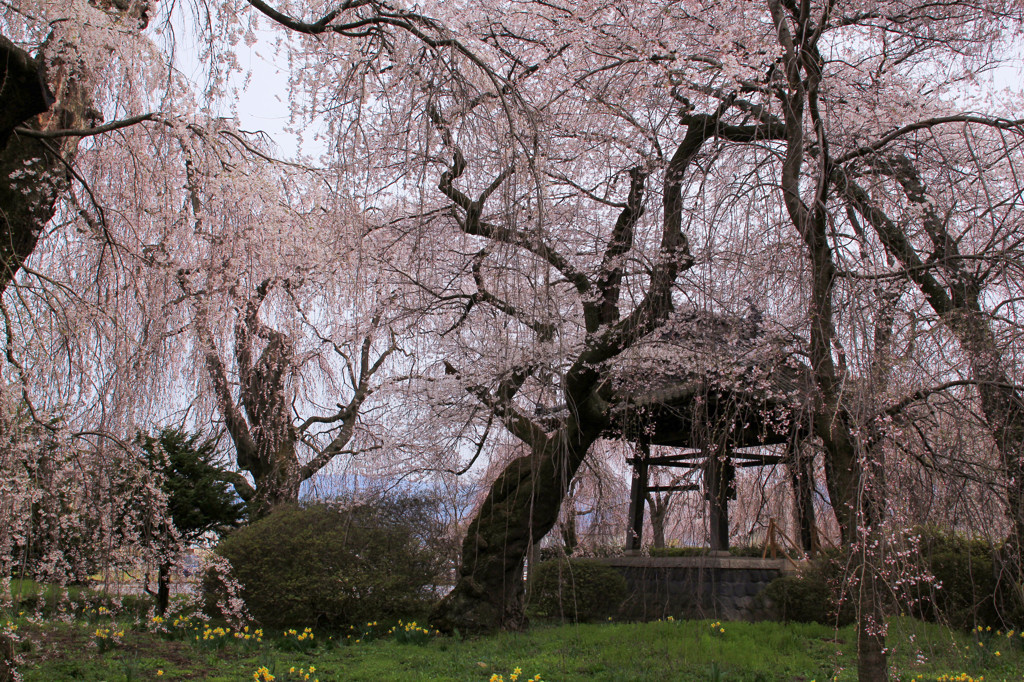 安養寺　しだれ桜　3