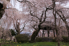 安養寺　しだれ桜　3