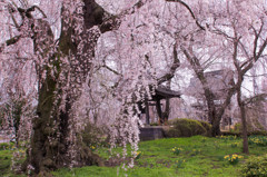 安養寺　しだれ桜　4