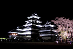 桜と松本城5
