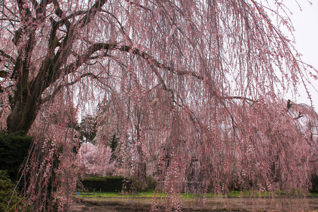 安養寺　しだれ桜　2