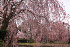 安養寺　しだれ桜　2