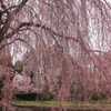 安養寺　しだれ桜　2