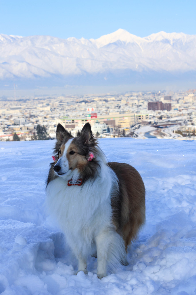 北アルプスと愛犬１