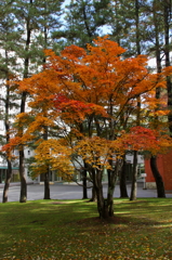 紅葉２１