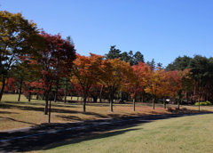 紅葉６３