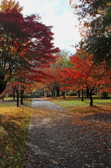 紅葉２